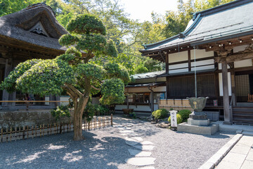 Fototapeta premium 鎌倉の報国寺