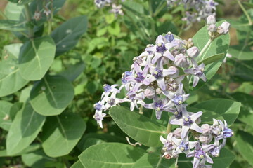 A close-up of Calotropis Procera flowers in the daytime. Milkweeds