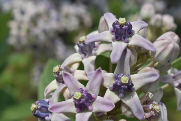 A close-up of Calotropis Procera flowers in the daytime. Milkweeds