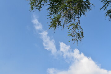 A tree branch with vibrant green leaves extends against a bright blue sky scattered with soft, white clouds on a sunny day. The clear sky and lush foliage capture the essence of beautiful nature