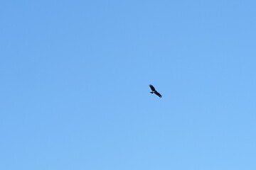 紅葉の尾根を飛ぶ鳥の風景1