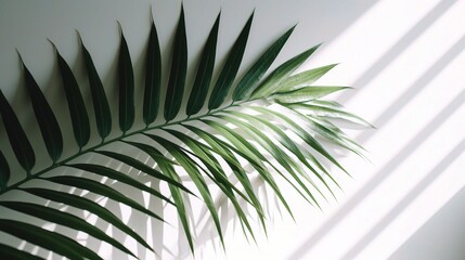 Green Palm Leaf with Light and Shadow on White Wall