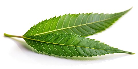 Fototapeta premium Close up view of neem leaf against white background