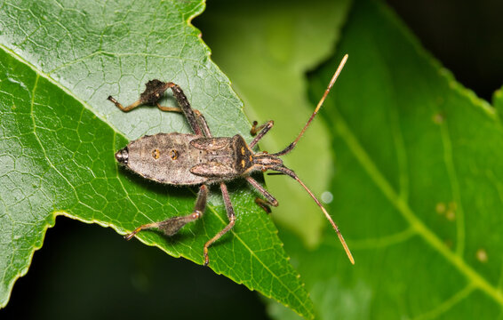 Eastern Leaf Footed bug Leptoglossus phyllopus nymph insect nature Springtime.