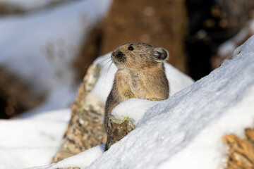American Pika in the Snow