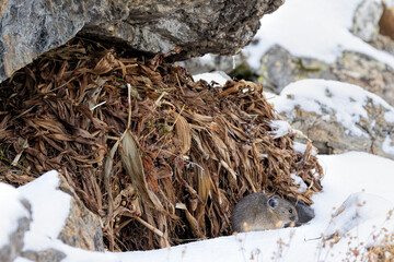 American Pika and Its Winter Haystack