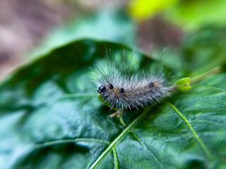 The caterpillar lives on the leaves