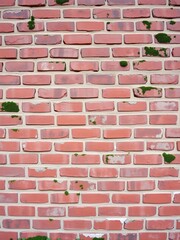 Obraz premium Weathered red brick wall with patches of moss and crumbling mortar, weathered, texture, old-fashioned
