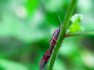 The Common Milkweed Bug (Oncopeltus fasciatus), also known as the Large Milkweed Bug