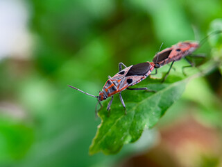 The Common Milkweed Bug (Oncopeltus fasciatus), also known as the Large Milkweed Bug