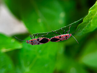 The Common Milkweed Bug (Oncopeltus fasciatus), also known as the Large Milkweed Bug