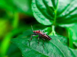The Common Milkweed Bug (Oncopeltus fasciatus), also known as the Large Milkweed Bug