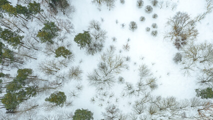 winter landscape with snow-covered park trees in cold winter day. aerial top view.