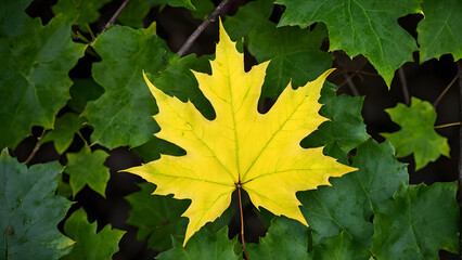 A leaf is on a green leafy plant
