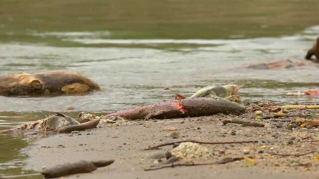 Salmon fish on the ground of Lake Kuril baech in Kamchatka, with a brown bear bite mark