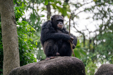 Male Chimpanzee (Pan Troglodytes, Chimp) Holding a Stick -  a species of great ape