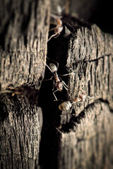 The Brown Tyrant Ants are shiny brown in colour. They are quite common in Brisbane bushes. They are usually found foraging on ground in large number.