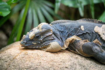 Rhinoceros Iguana (Cyclura Cornuta) Shedding skin. A large, endangered reptile endemic to the Caribbean island of Hispaniola - close up
