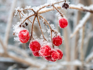 red frozen viburnum berries covered with snow