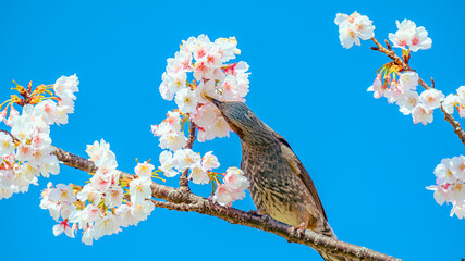 桜の蜜を吸うヒヨドリ