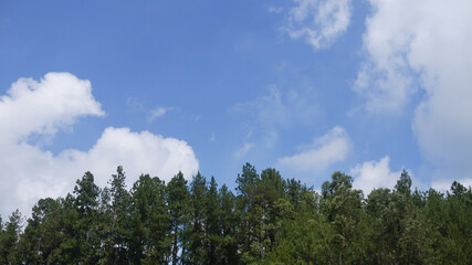 Obraz premium Pine tree with blue sky and clouds on background