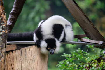 Black-and-White Ruffed Lemur (Varecia Variegata)