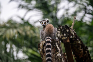 Ring-Tailed Lemur (Lemur Catta, Ring Tailed Maucauco), a wet-nosed (Strepsirrhine) primate