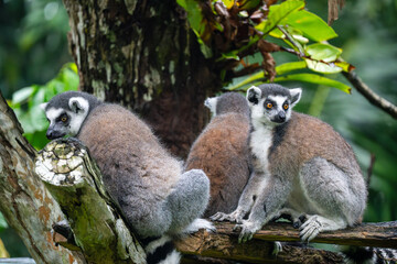 3 Ring-Tailed Lemur (Lemur Catta, Ring Tailed Maucauco), a wet-nosed (Strepsirrhine) primate - 2...