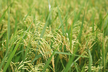 Agriculture, hand tenderly gently touching holding a young rice in the paddy field outdoor.