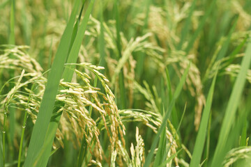 Obraz premium Agriculture, hand tenderly gently touching holding a young rice in the paddy field outdoor.