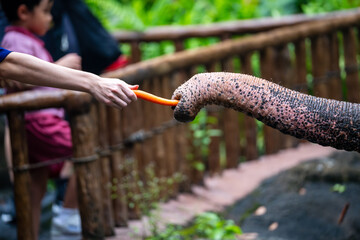 Asian Elephant (Elephas Maximus, Asiatic Elephant, Indian Elephant) taking food from tourist during feeding time at Singapore Zoo.