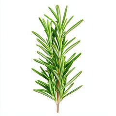 Obraz premium Fresh rosemary sprig, vivid green, white isolated background.