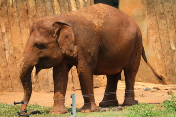 Sumatran elephants are very friendly