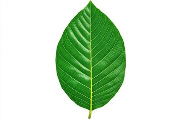 Obraz premium Lush green leaf with detailed texture, isolated on white background.