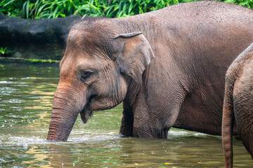 Asian Elephant (Elephas Maximus, Asiatic Elephant, Indian Elephant) close up, in water pond or pool