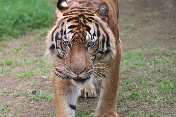 tiger in the jungle tiger in the zoo tiger in the jungle  are endemic animals of Indonesia