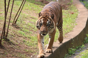 tiger in the zoo tiger in the jungle  are endemic animals of Indonesia