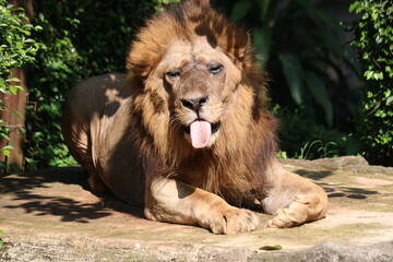 male lion in the zoo