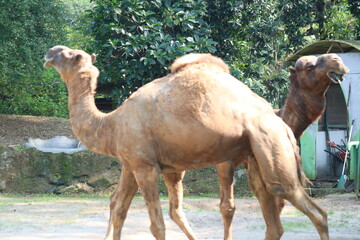 camel in the desert