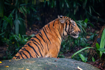 Malayan Tiger (Panthera Tigris Jacksoni), a critically endangered population of the Panthera Tigris Tigris subspecies found on the Malaysian Peninsula.