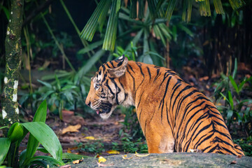 Malayan Tiger (Panthera Tigris Jacksoni), a critically endangered population of the Panthera Tigris Tigris subspecies found on the Malaysian Peninsula