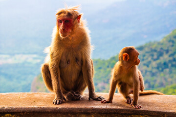 Cute Baby Monkey playing with his mother. Spotted and clicked at Yercaud hill station, Tamil Nadu,...
