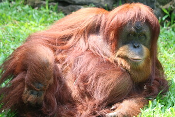 Bornean orangutans are endemic animals of Indonesia