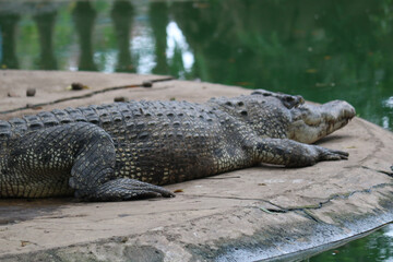 alligator in the swamp the very amazing saltwater crocodile
