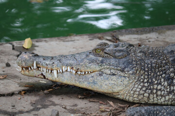crocodile in the water the very amazing saltwater crocodile