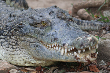 crocodile in the zoo close up 