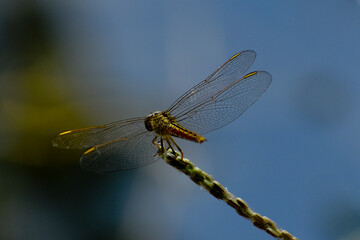 dragonfly on a branch