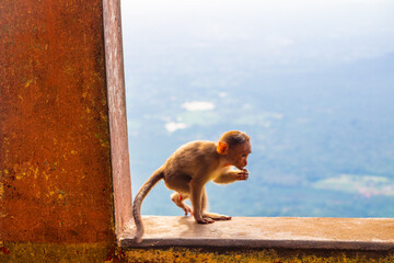 Cute Baby Monkey playing. Spotted and clicked at Yercaud hill station, Tamil Nadu, India. 