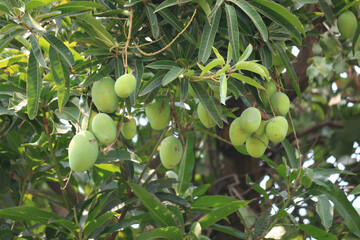 green mango on tree