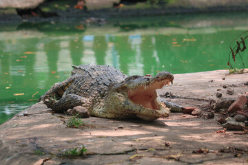 A hungry crocodile basking in the sun 